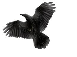 Black Bird In The Dead Of Night Blackbird By The Beatles Is A Song About Not Giving Up Living With What You Have And To Look Past What S Black Bird All Black Tattoos Black Tattoo Cover Up