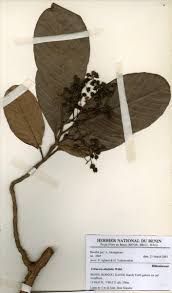 Image result for Tetracera alnifolia