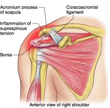 The shoulder bursa acts as a cushion for a tendon in your rotator cuff that connects bone to bone. Things To Know For Upper Extremity Flashcards Quizlet