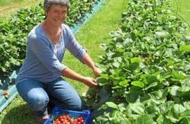 Les Fruits Rouges De Saison Se Cueillent Au Jardin De Marion Nantes Maville Com