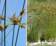 Image result for Bulbostylis schoenoides