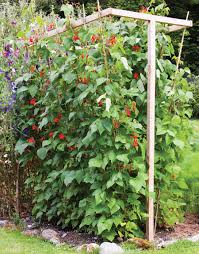 Others set up a new trellis each year. How To Make The Best Supports For Climbing Vegetables