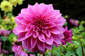 Image result for dahlia images