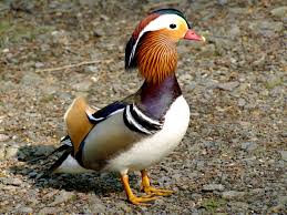 Mandarin duck — tweet of the day. Mandarin Duck Ebird