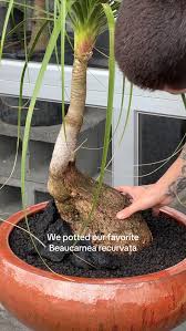 Image result for Beaucarnea recurvata