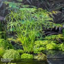Image result for Cyperus spiralis