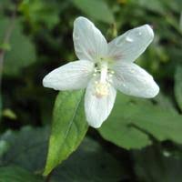 Image result for Hibiscus lobatus