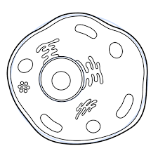 Drawing More Organelles Of The Cartoon Cell Animal Cell Drawing Animal Cell Structure Biology Drawing