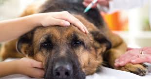 Le passeport vaccinal en débat. La Vaccination Du Chien Et Du Chiot Quel Calendrier Respecter