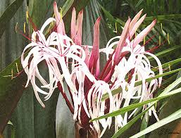 It is an asian type of crinum lily that grows over 6 feet tall, and has attractive large broad strapped leaves in an unusual leaf color of olive/burgundy/black. Queen Emma Crinum Lilies Painting By Ellen Henneke