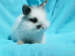Шак шьян э луан дан са мэзон. Le Lapin Belier Et Tete De Lion L Arche Des Pitchounes