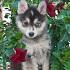 Pomeranian Husky Mix - 10 Facts About This Foxy Face ...