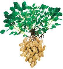 Actually, they are the seeds of a leguminous plant related to peas and beans. How To Grow Peanuts The Right Way Amaze Vege Garden