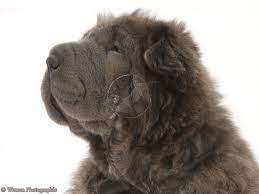 This Shar Pei Has What You Call A Bear Coat Which Makes The Breed Appear Fluffy And Soft And Is Not Commonly See Bear Coat Shar Pei Shar Pei Rare Dog Breeds