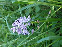 Image result for Scilla benguellensis