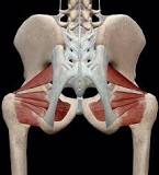 Image result for what muscles flex the hip and thigh