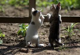 Pixabay De Ucretsiz Goruntuler Kediler Kucuk Oynak Sevimli Yavru Kediler Kedi Cute Kittens