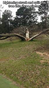 The Aftermath Of A Big Storm Tree Magical Tree Amazing Nature