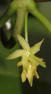 Image result for Parquetina calophylla