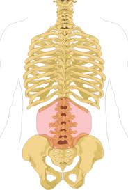 The spinal cord runs from the neck down to the lower back. Low Back Pain Wikipedia