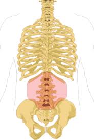 Before one can understand how xenobiotics affect these different body components, it's important to understand normal body components and how they function. Low Back Pain Wikipedia