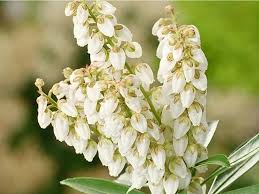 Image result for Pieris japonský debutante obrázek
