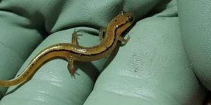 Nighttime salamander Hikes