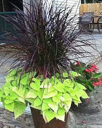 Maybe you would like to learn more about one of these? Mixed Container Plantings For Summer Color Part 3 Of A Series Flower Pots Outdoor Ornamental Grasses Purple Fountain Grass