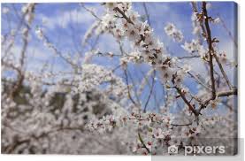 Apricot flowers on branch of apricot tree. Almond Flower Trees Field Pink White Flowers Canvas Print Pixers We Live To Change