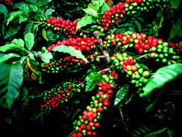 Image result for Coffea salvatrix