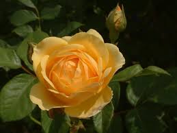 Maybe you would like to learn more about one of these? Symbolic Meaning Of The Truly Spectacular Yellow Roses Gardenerdy
