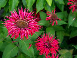 Bee balm does best in evenly moist soil rich in organic matter. Bee Balm Plant Care Growing Guide