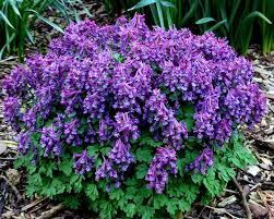 Corydalis Purple Bird Low Maintenance Garden Plants Full Shade Plants Plants