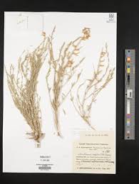 Image result for Sophora inhambanensis