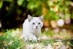 Top 7 Smallest Cat Breeds | Choosing The Right Cat For You ...