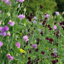 See the almanac's complete list of flower meanings. Frilly But Not Fragile How To Grow A Hardy Sweet Pea