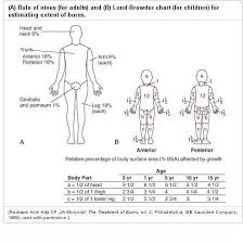 59 Rare Body Surface Area Estimation Chart