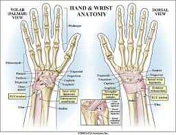 Image result for Normal Anatomic Position of the Hand and Wrist