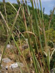 Image result for Hyparrhenia anamesa