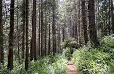 No. CA: Meander the McKinleyville Community Forest