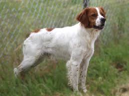 Image result for bretanský dlouhosrstý ohař