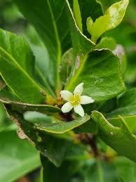 Image result for Maytenus chasei