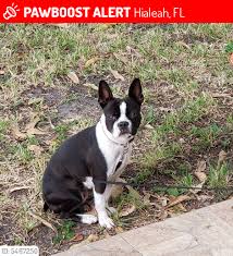 As a rescue we take extra precautions to make sure our french bulldogs are placed properly with an adopter who understands the breed and is also financially aware of the health problems. Courtesy Post Boston Terrier Rescue Of Florida Inc Facebook