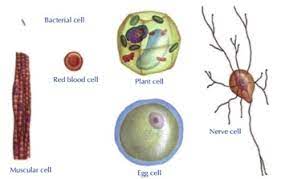Some of these differences can be clearly understood when the cells. Cell Structure A Level Biology Revision Notes