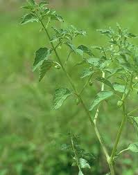 Image result for Physalis lagascae