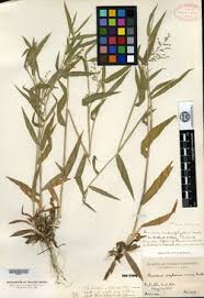 Image result for Panicum madipirense