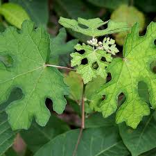 Image result for Urena