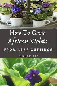 How To Grow African Violets From Leaf Cuttings The Whoot African Violets African Violets Plants Succulent Seeds