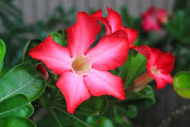 Image result for dipladenie suaveolens obrázek