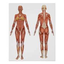 We're going to take apart a plastic anatomy model and see what we can find in the abdomen. Female Muscular Anatomy Front And Rear View Poster Zazzle Com Human Anatomy Female Anatomy Body Anatomy